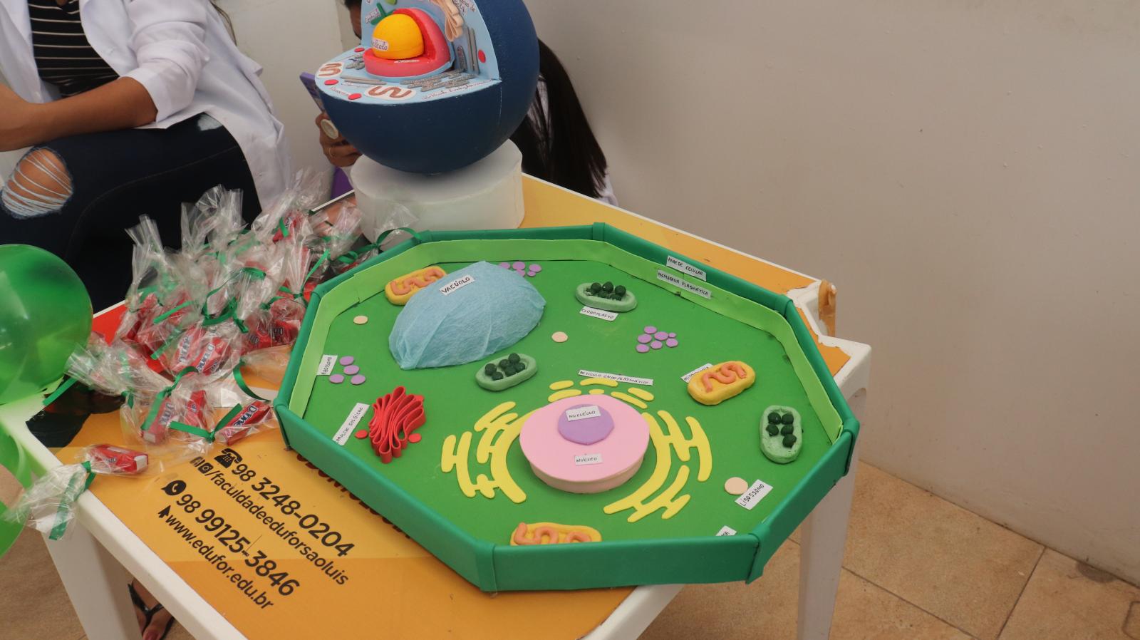 Alunos de Odontologia e Farmácia promovem exposição na Edufor